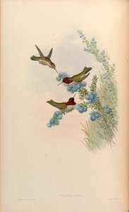 Calypte anna - John Gould